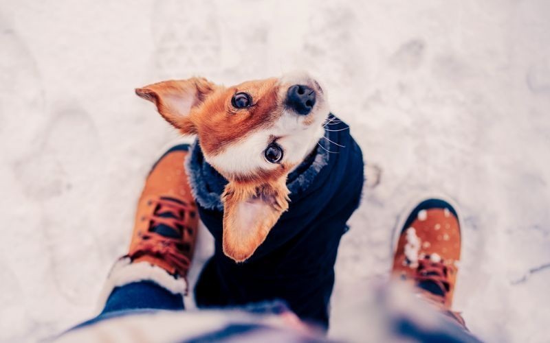 Wie Sie Ihren Hund gesund durch den Winter bringen